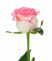 Изображение товара Троянда Джумілія (Jumilia) висота 60см